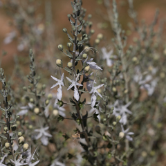Teucrium racemosum