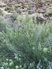 Brickellia longifolia multiflora