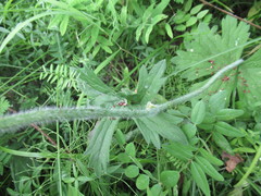 Delphinium crassifolium