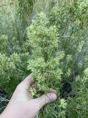 Brickellia longifolia multiflora
