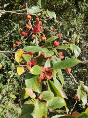 Maclura tricuspidata