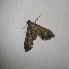 Nacoleia oncophragma