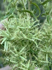 Brickellia longifolia multiflora