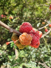 Maclura tricuspidata