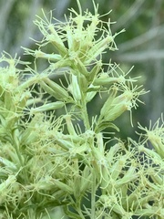 Brickellia longifolia multiflora