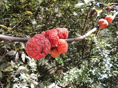 Maclura tricuspidata