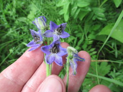Delphinium crassifolium