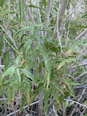Brickellia longifolia multiflora