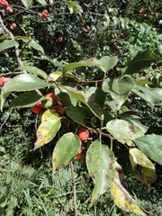 Maclura tricuspidata