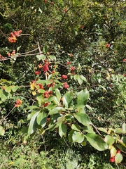 Maclura tricuspidata