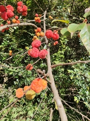 Maclura tricuspidata