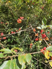 Maclura tricuspidata