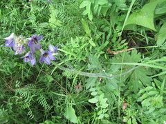 Delphinium crassifolium