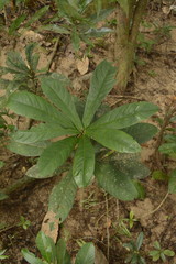 Ardisia missionis