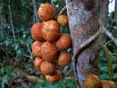 Dysoxylum parasiticum