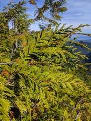 Cupressus nootkatensis