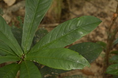 Ardisia missionis