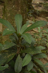 Ardisia missionis