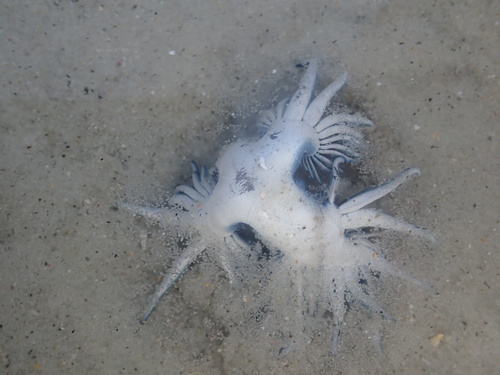 photo of Sea Swallow (Glaucus atlanticus)