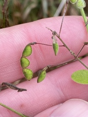Desmodium obtusum