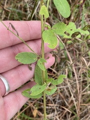 Desmodium obtusum