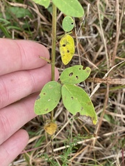 Desmodium obtusum