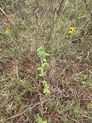 Desmodium obtusum