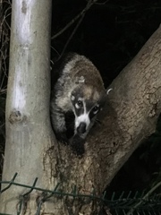 Nasua narica yucatanica