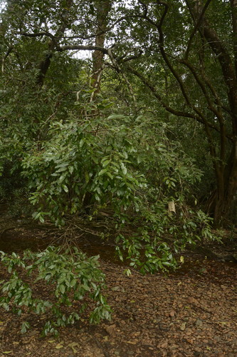 Image of Hopea parviflora by (c) Siddarth Machado, some rights reserved (CC BY)