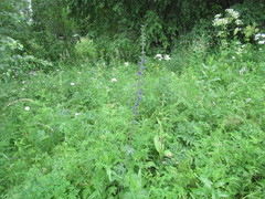 Delphinium crassifolium
