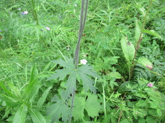 Delphinium crassifolium