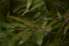 Memecylon angustifolium