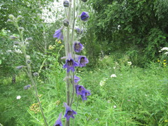 Delphinium crassifolium