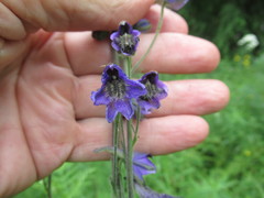 Delphinium crassifolium