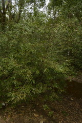 Memecylon angustifolium