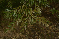 Memecylon angustifolium