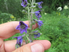 Delphinium crassifolium