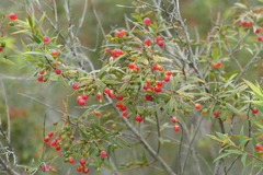 Leucopogon pimeleoides