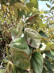 Sargentodoxa cuneata