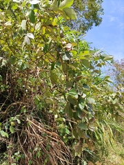 Sargentodoxa cuneata