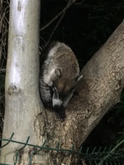 Nasua narica yucatanica