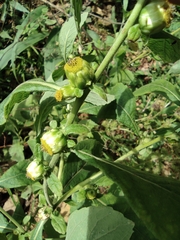 Carpesium abrotanoides