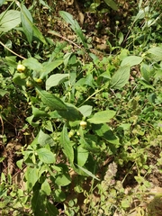 Carpesium abrotanoides