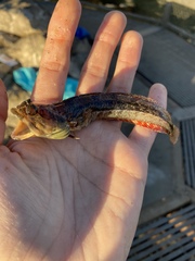 Neoclinus uninotatus