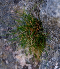 Ficinia esterhuyseniae