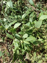 Carpesium abrotanoides