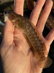 Rathbunella alleni
