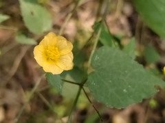 Sida cordata