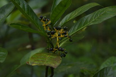 Psychotria octosulcata
