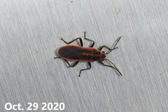 Arocatus pseudosericans